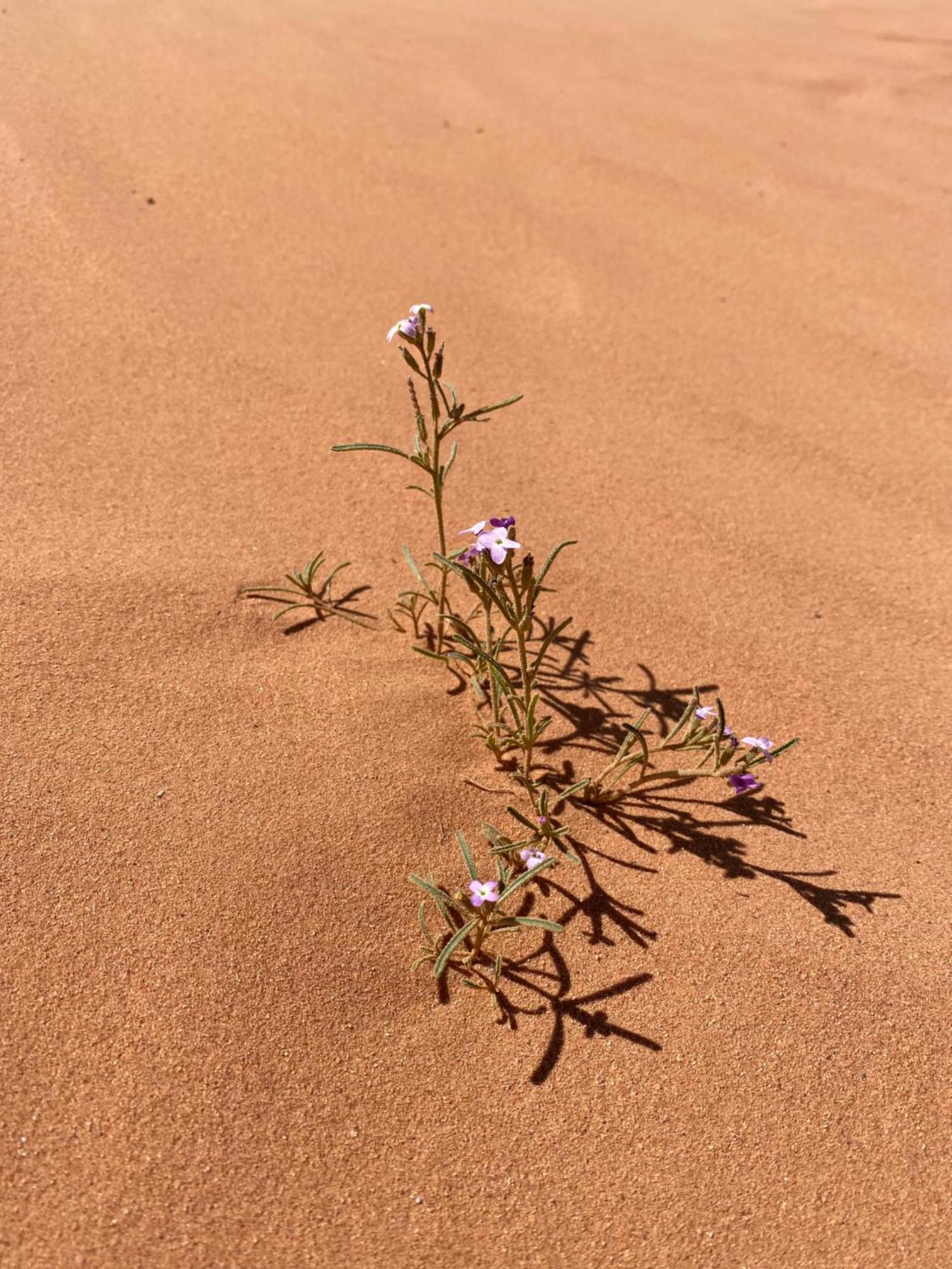 Desert'S Soul Wadi Rum Ad Disah 外观 照片