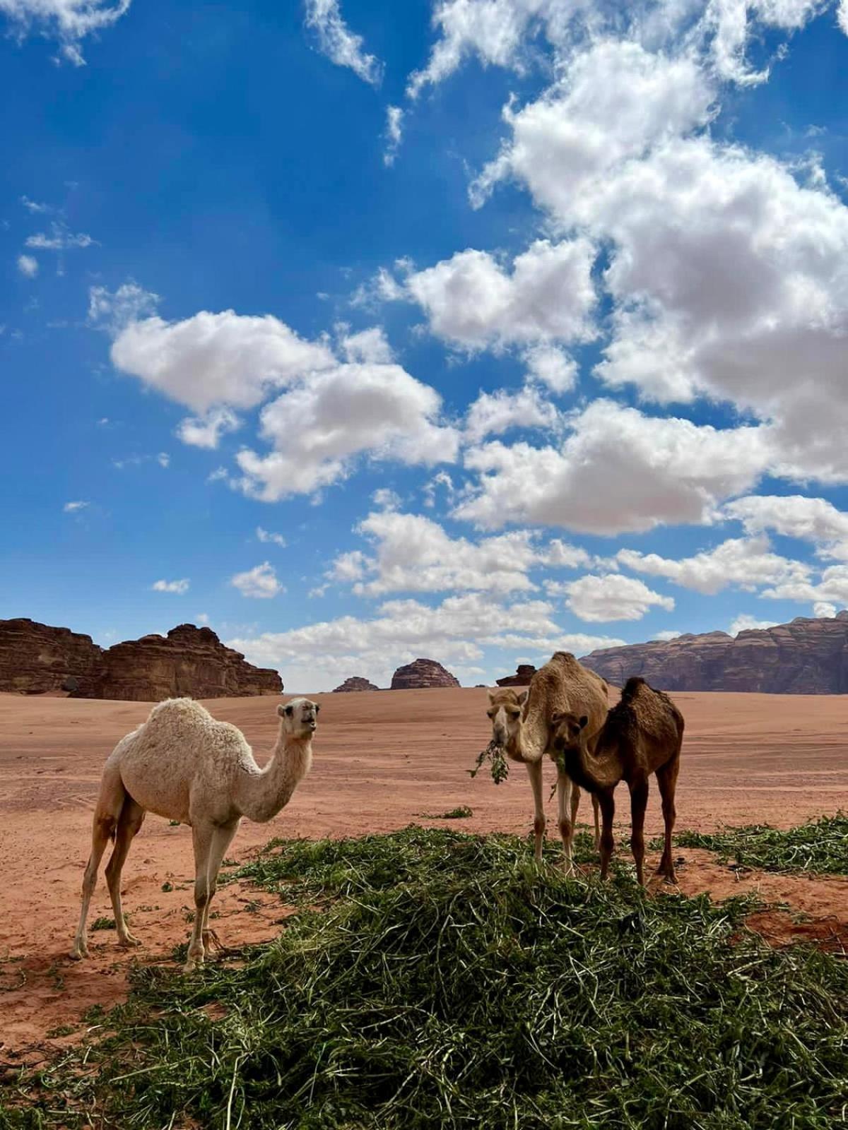 Desert'S Soul Wadi Rum Ad Disah 外观 照片