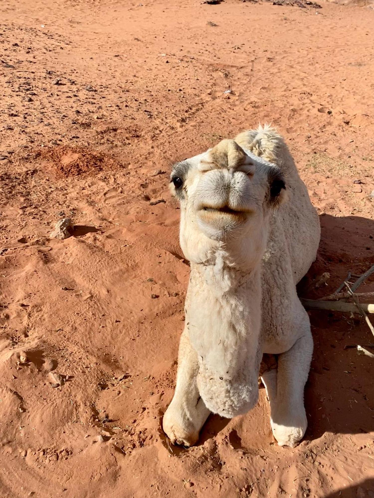 Desert'S Soul Wadi Rum Ad Disah 外观 照片